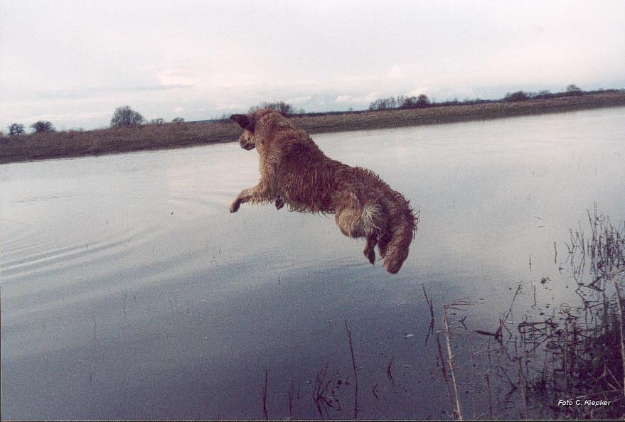 Reni Sprung ins Wasser 1  04.jpg - Schwungvoll ins Wasser
Was so gut aussieht kann auch mal ganz gefährlich sein. 